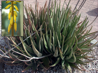 Aloe Vera Extract Powder