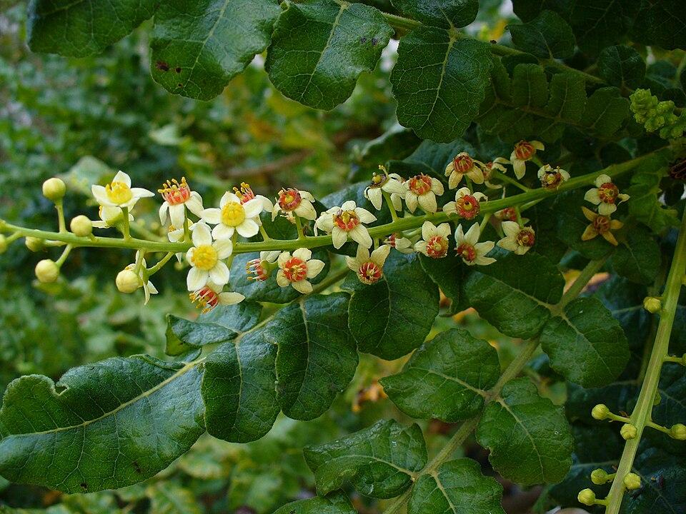 Boswellia serrata resin extraction plant