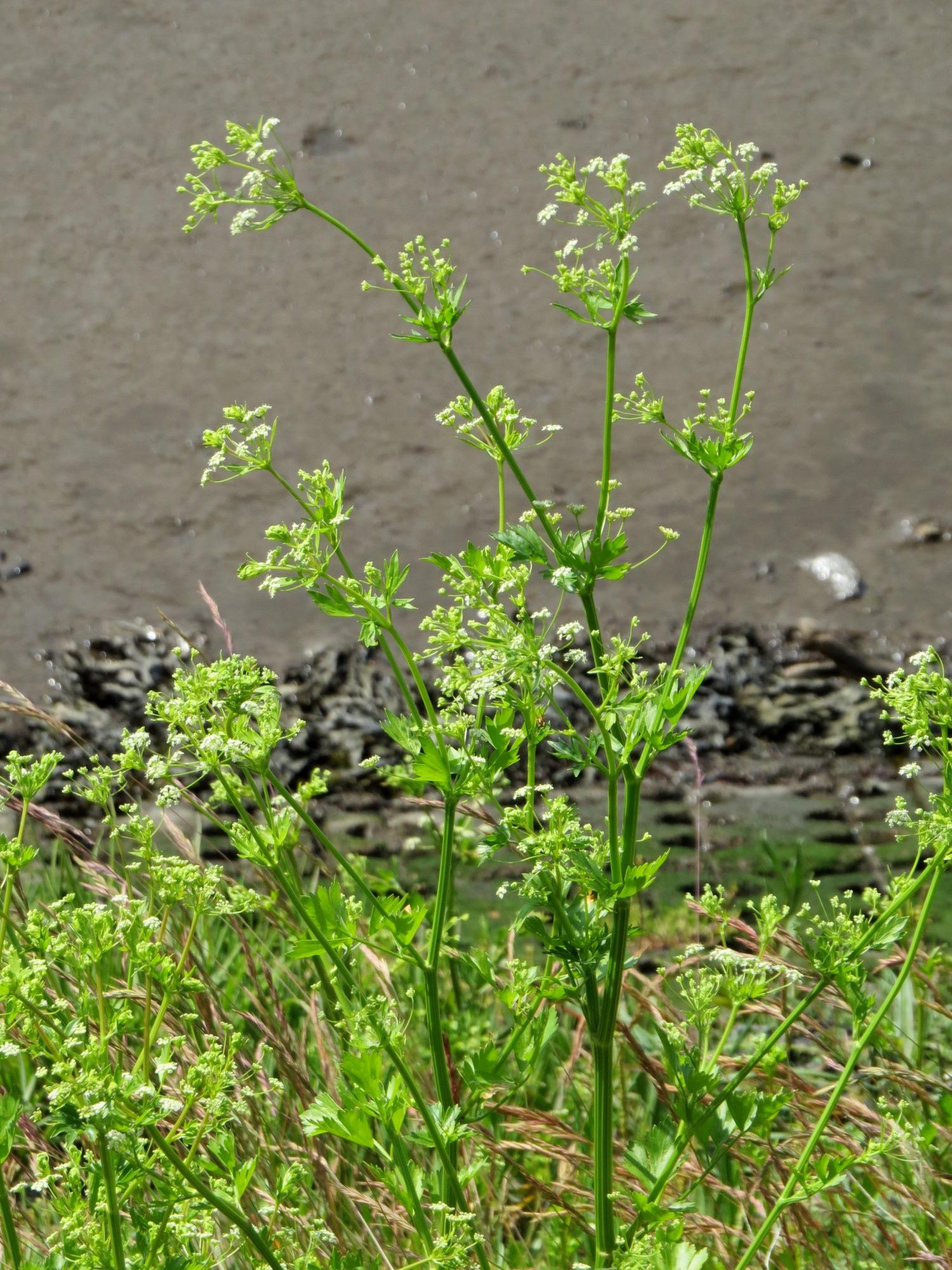Celery — Seed Seeds & Berries Distillation Plants — Mechotech