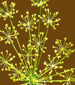 Dill — Seeds Seeds & Berries Distillation Plants — Mechotech