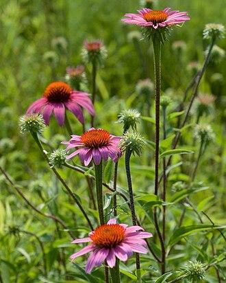 Echinacea Extract Powder
