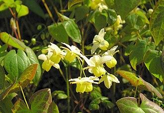Epimedium Extract Powder