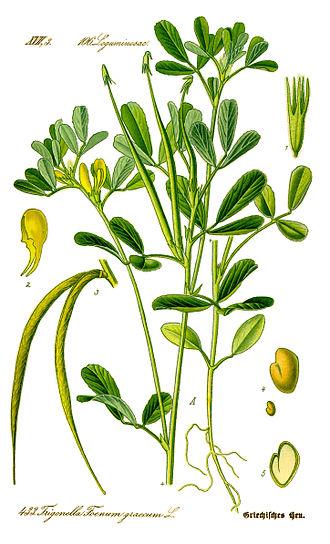 Fenugreek Extract Powder