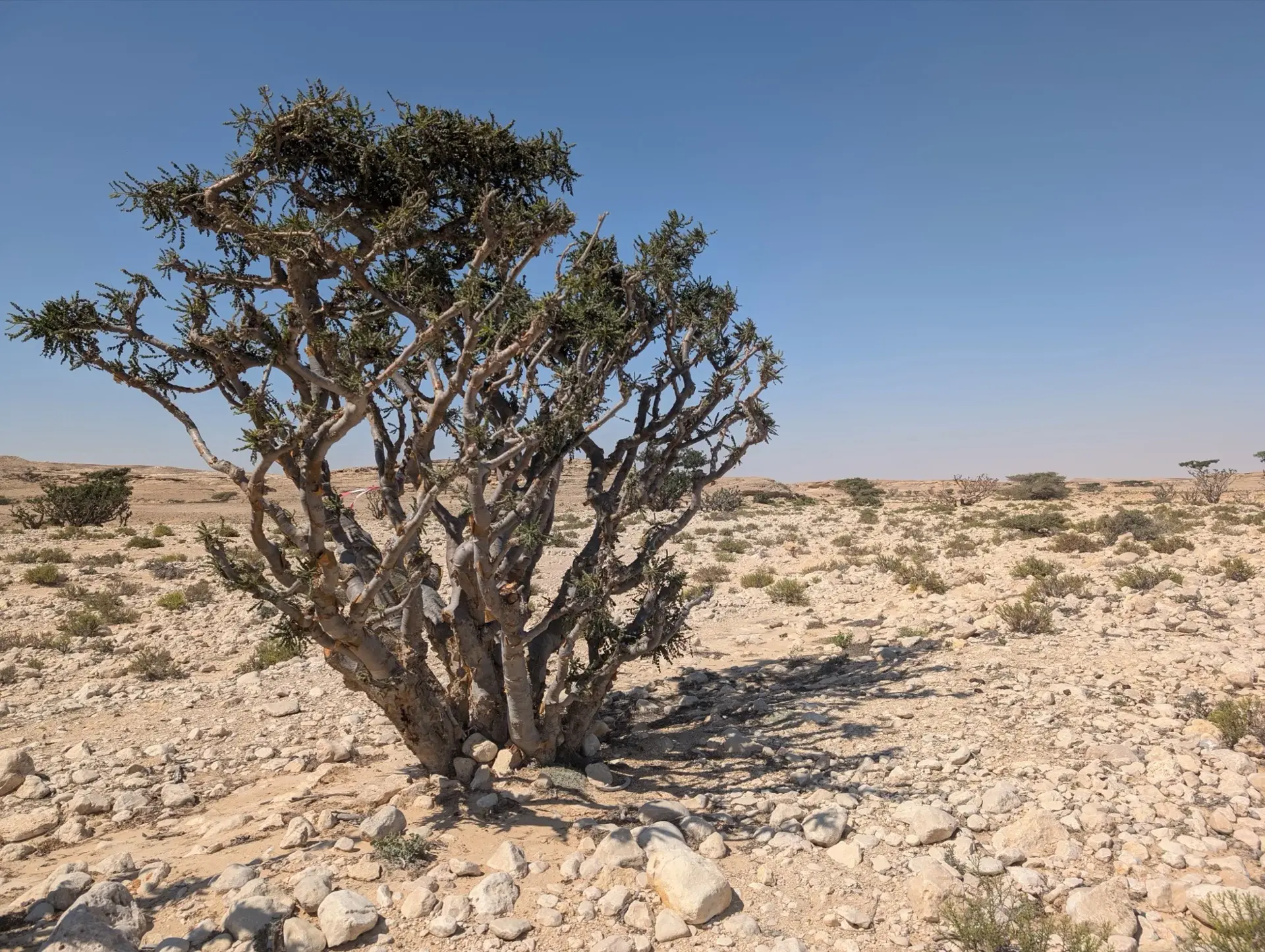 Frankincense oleo-gum-resin distillation plant