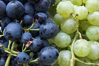 Grape Seed Extract Powder