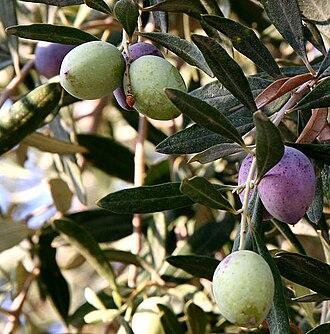 Olive Leaf Extract Powder