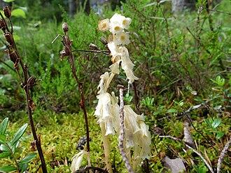 Pine Bark Extract Powder