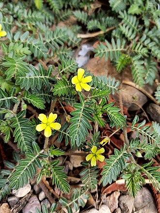 Tribulus Terrestris Extract Powder