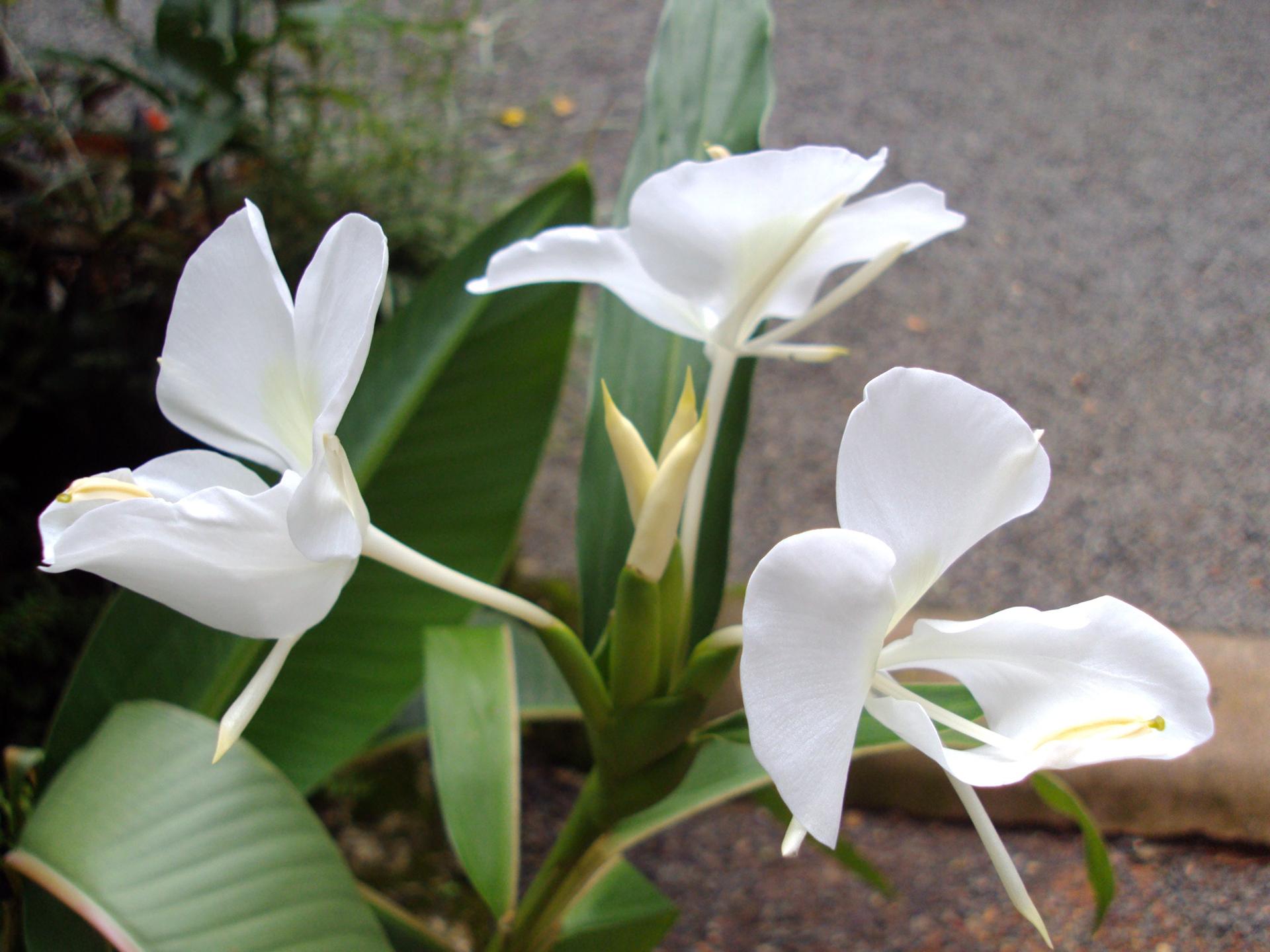 Tuberose Floral Concrete & Absolute Extraction Plants — Mechotech