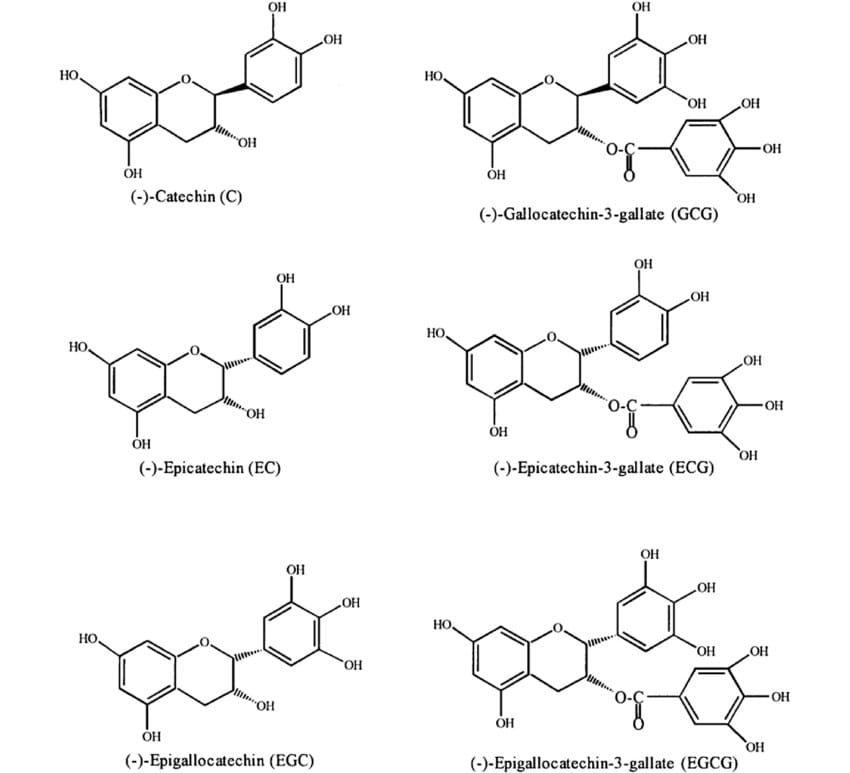 Polyphenols Extraction Plants