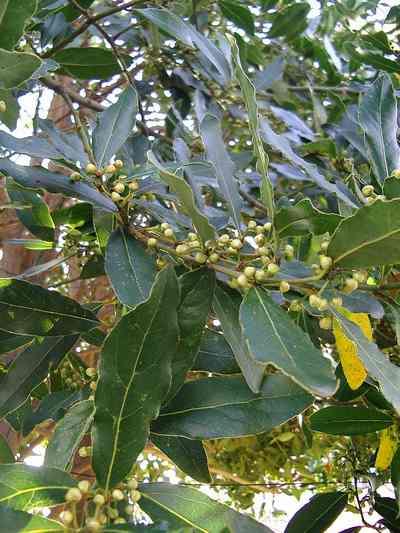 Bay Laurel — Essential Oil Spices Oils Distillation Plants — Mechotech