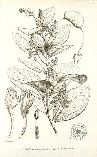 Griffonia simplicifolia Extract