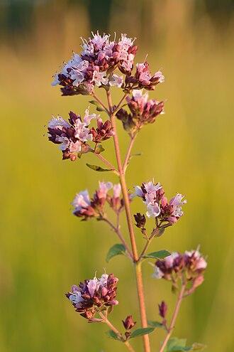 Oregano Oleoresin by Mechotech