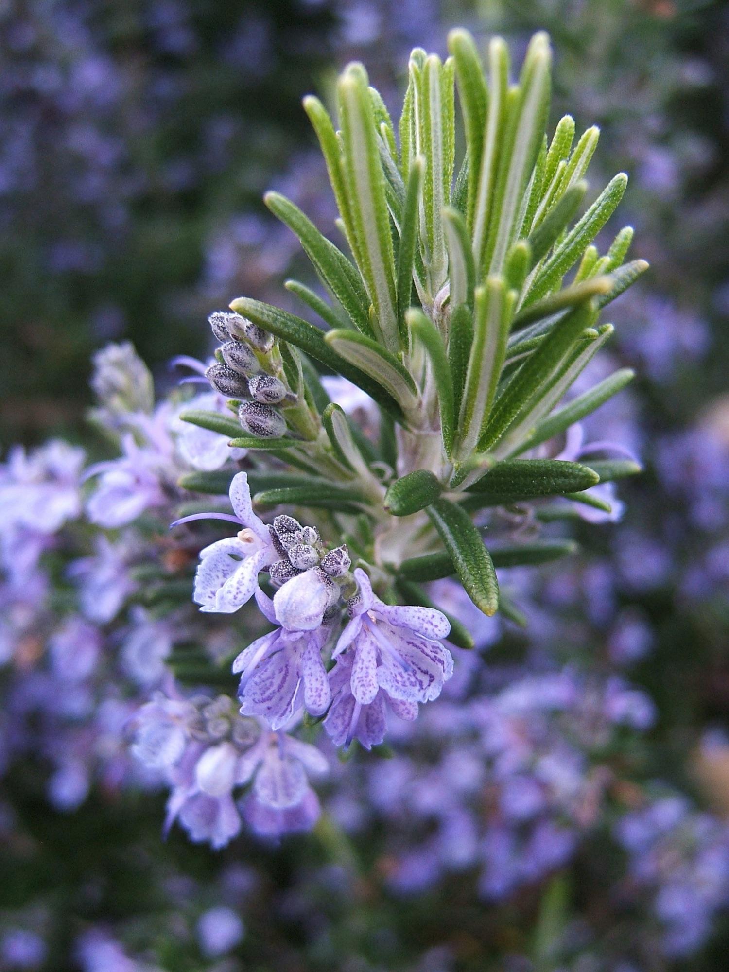 Rosemary — Leaves / Flowers / Buds Leaves Oils Distillation Plants — Mechotech