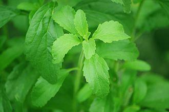 Stevia rebaudiana — Stevioside 90% and Rebaudioside 60% Herbal Extraction Plants — Mechotech